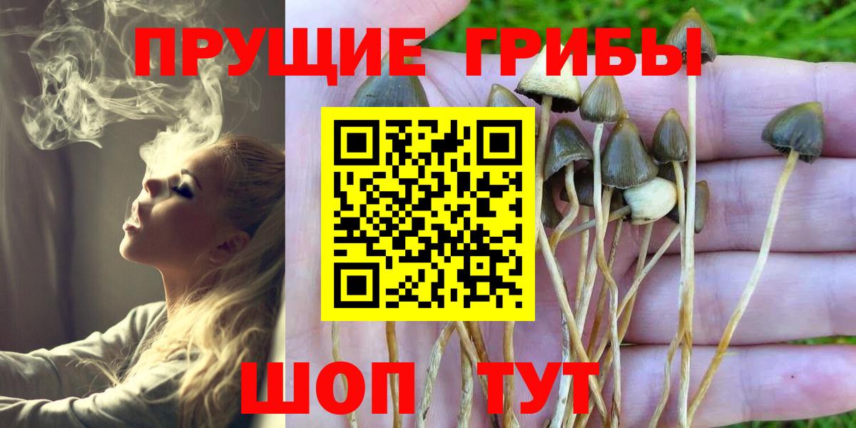 Клинцы  Галлюциногенные грибы MAGIC MUSHROOMS  купить  цена  Вход с VPN 